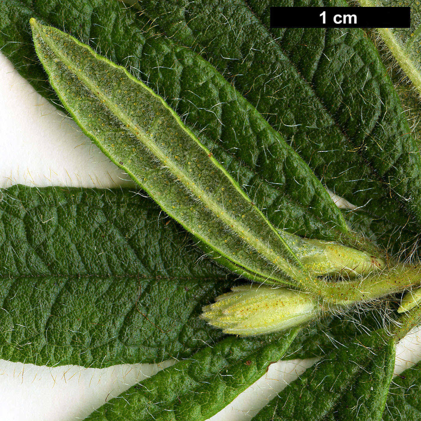 High resolution image: Family: Ericaceae - Genus: Rhododendron - Taxon: spiciferum